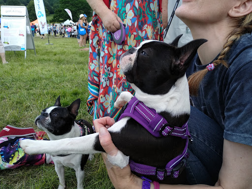 Wiggles and Wags - Thumbnail