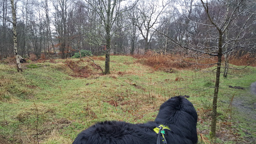 Friends of Plean Country Park - Thumbnail