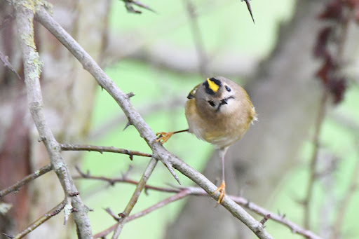 Penfield Nature Reserve Langtoft - Thumbnail