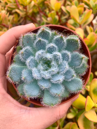 Photo n°4 de atelier Succulentes à Saint-Gonnery (Pépinière)