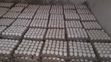 Al sheikh Egg trader dera-ghazi-khan