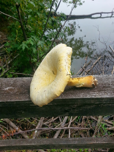Oliphant Lake, Chester - Thumbnail