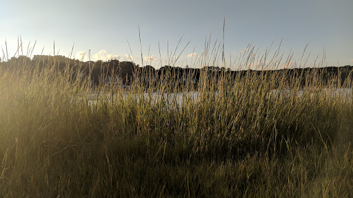 Phragmites Park