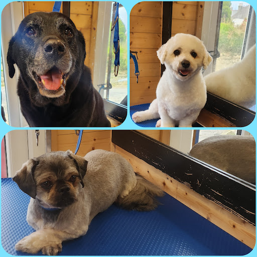 Dogmaster Groomers - Dog Grooming