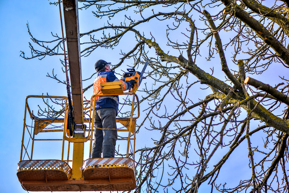 Trees On the Move