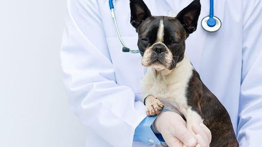 Especialidades Veterinarias Dr. Padilla