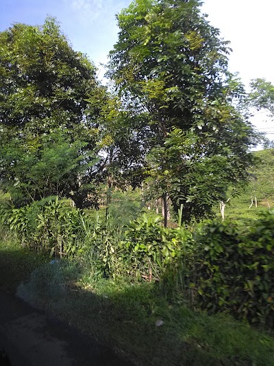 Photos of Masjid Raya Mochammad Said Amanah