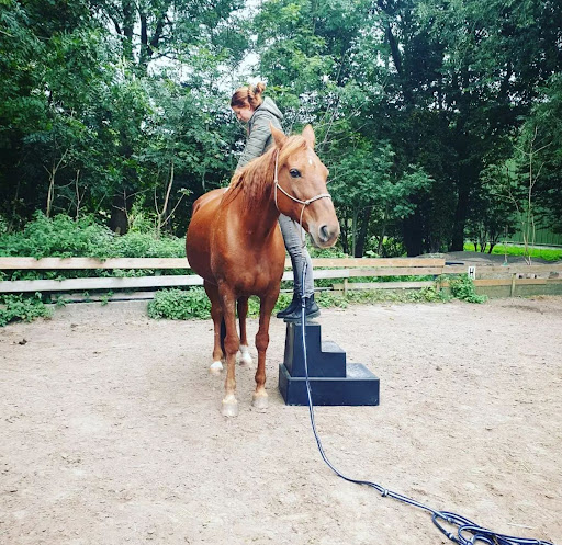 Dierenfysiotherapeut & Hondenosteopaat / dierenosteopaat i.o - Thumbnail