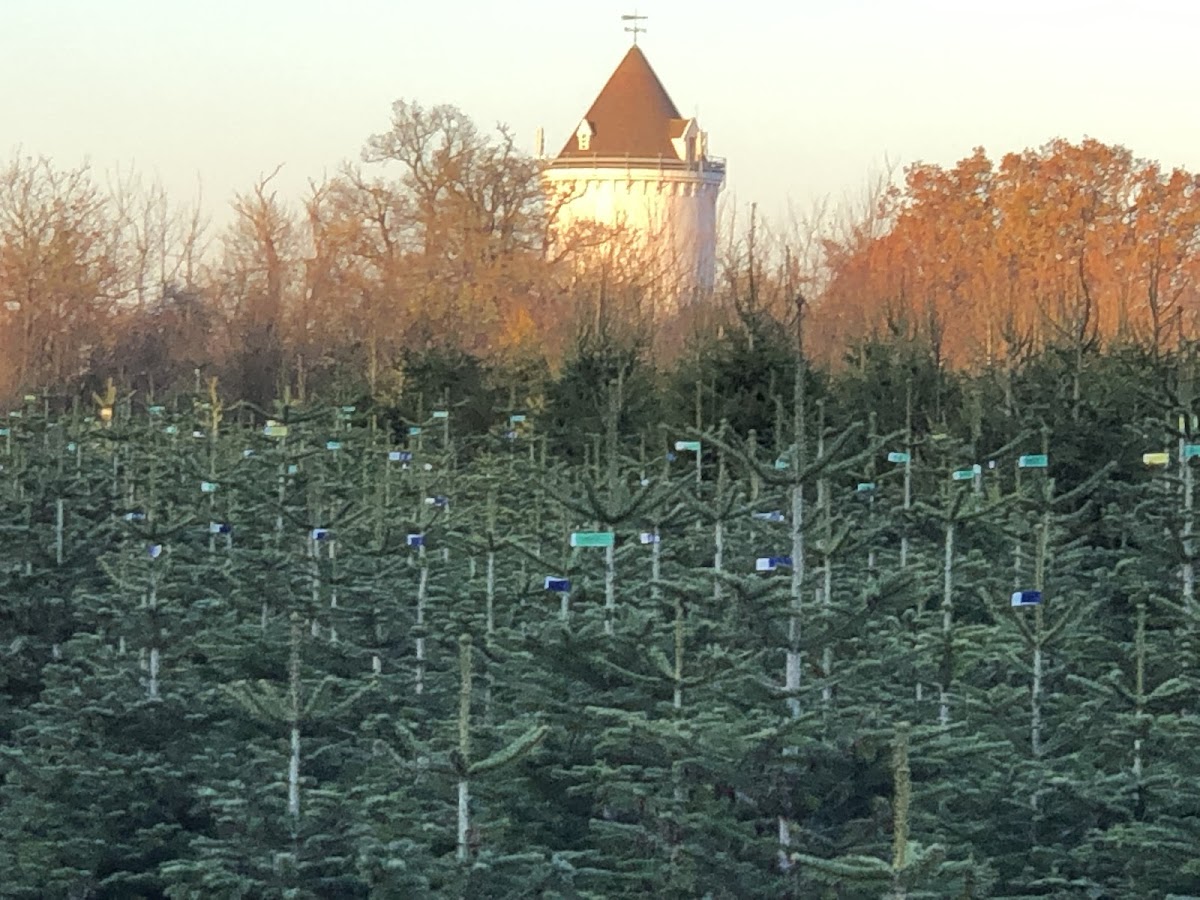 Christmas Tree Place
