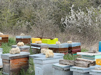#apiculteur récoltant éleveur de reines et essaims et location de ruche pour pollinisation à Ruan