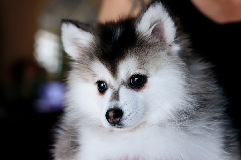 Image de Camille.B Toilettage Canin - Petsitting