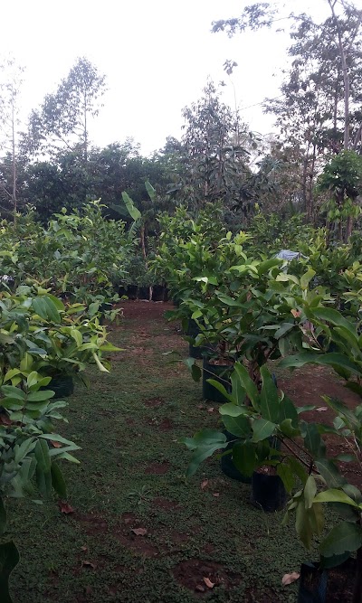 Photos of Sewurejo Mojogedang