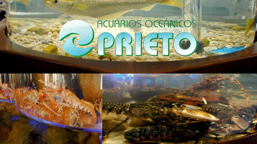 Acuarios Oceánicos Prieto - Acuarios, Viveros y expositores Refrigerados Para Pescados y Mariscos