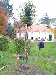 Photo n°14 de Jardin vert et création à Mareil-Marly (Paysagiste)