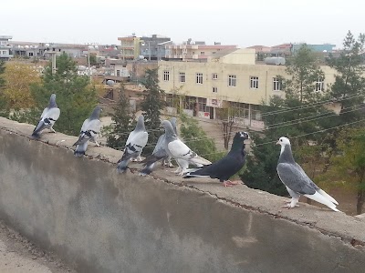 Mardin Artuklu Gülharrin of Ortakoy