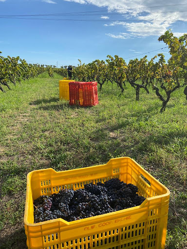 Cantina Laporta - Visual