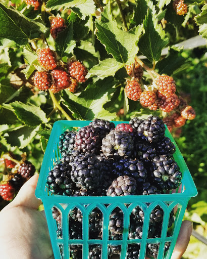 Starberries - Thumbnail