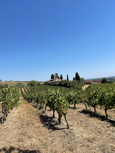 Vignes et clocher