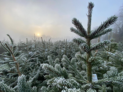 Cotswold Fir - Thumbnail