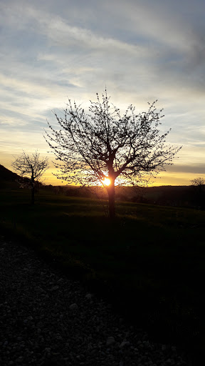 Auto Simon - Visual