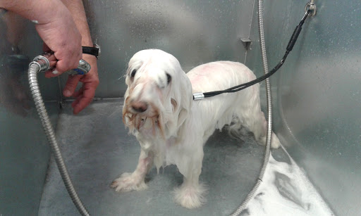Veterinario Los Cachorros - Thumbnail