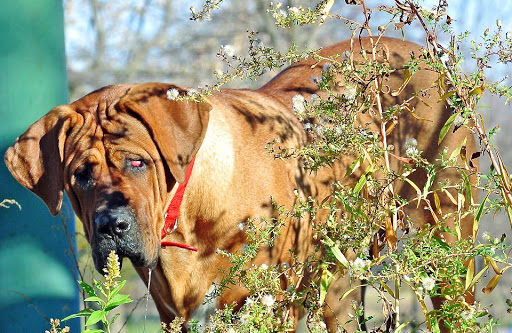 Treecourt Unleashed Dog Adventure Park | Dog Park | (Registration Required) - Thumbnail