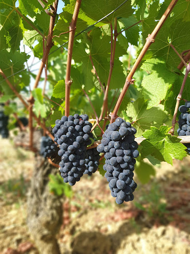 DOMAINE DU CHÉTIF QUART - Famille d'Heilly - Huberdeau - Thumbnail