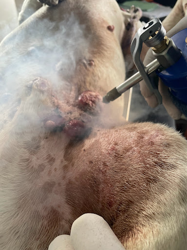 Stardogs Veterinaria & Barber - Thumbnail