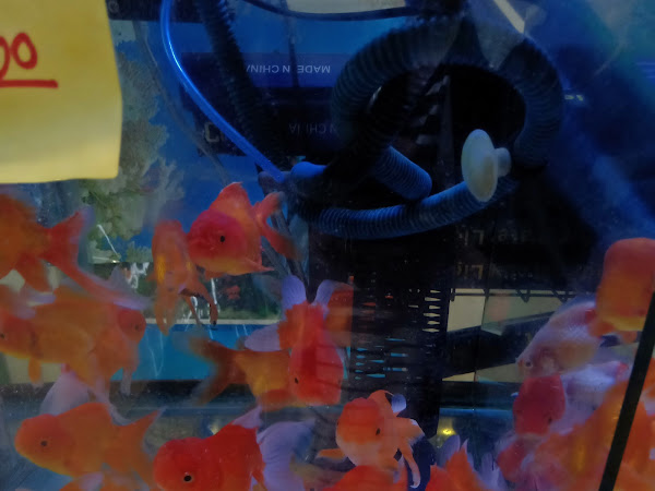 Mega Aquarium Cari Fb Manado Aquarium Kami Menjual Ikan Hias Perlengkapan Aquarium Obat2 Ikan Hias Dan Pembuatan Aquarium