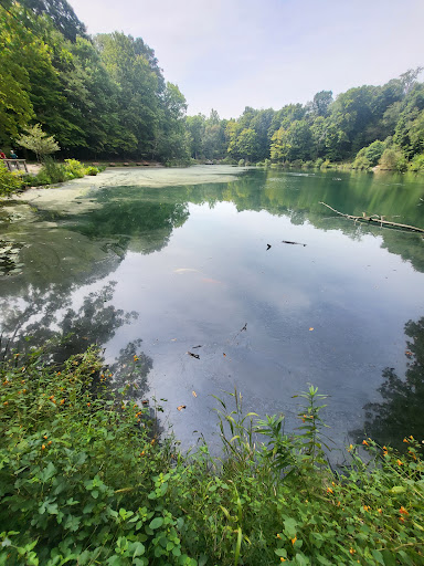 Lily Pond, Mill Creek Park