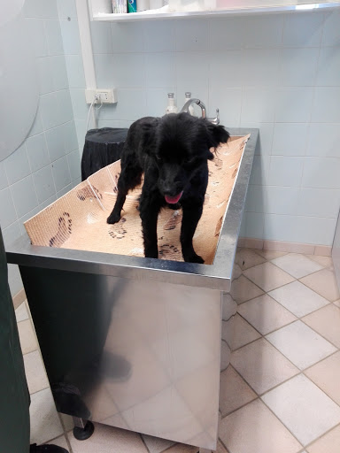 Ambulatorio Veterinario S. Cristina Di Fanfoni E Batazzi - Thumbnail