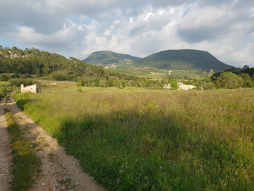 International Mallorca