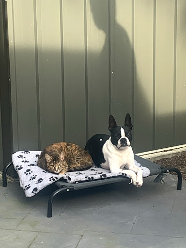 Fitzroy Vet Hospital - Thumbnail