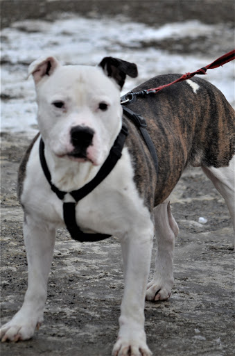 Houlton Humane Society - Thumbnail