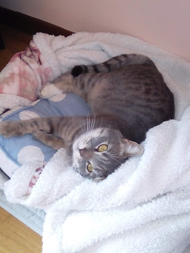 Ambulatorio Veterinario Aureliano Gallery - Italy