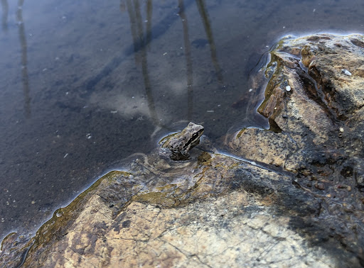 Millar Ranch Road Pond - Thumbnail