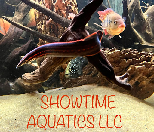 Showtime Aquatics - Visual
