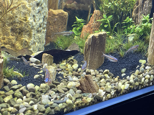 Jonahs Aquarium - Visual