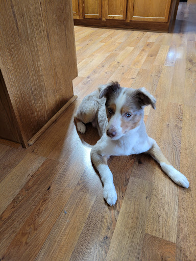Three Paws Salon and Spa Gallery - United States