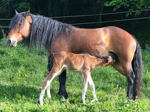 Photo n°24 de Refuge de l'Abbaye de Laval Bénite à Saint-Pierre-de-Bressieux (Lodge)
