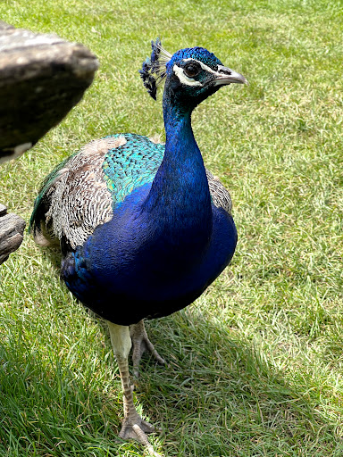 Kiosk Wildpark
