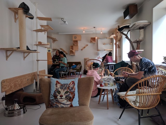 kattencafe kopjes