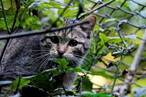 Europäische Wildkatze