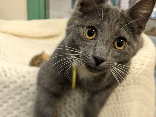 Humane Society Of Chittenden County Gallery - United States
