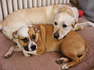 Photo n°4 de Clinique Veterinaire du Rongeant à Joinville (Clinique vétérinaire)