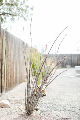 Juniper Moon House by null