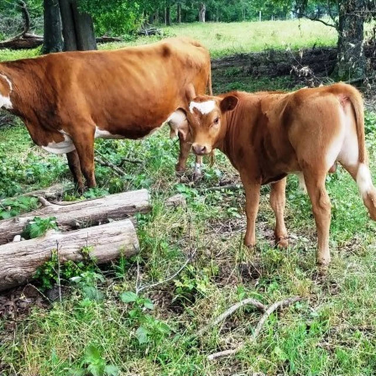 A2A2 Family Milk Cows  Falster Farm on Pasture 365