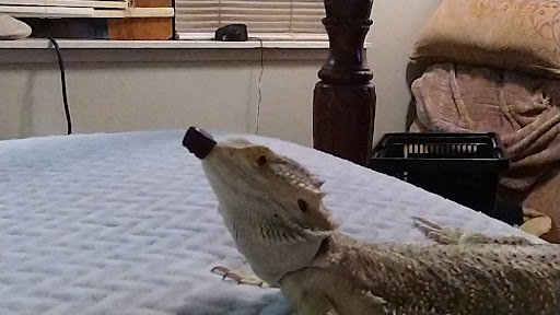 Over the Rainbow Bridge Pet - Thumbnail