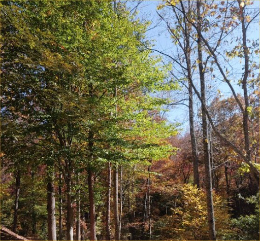 Possum Holler 353 RV Park