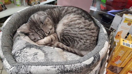 L'Emporio Pet - Visual